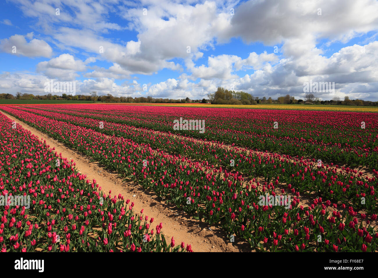 Near King's Lynn, Norfolk, England, UK. 23rd April 2016. Bright colour