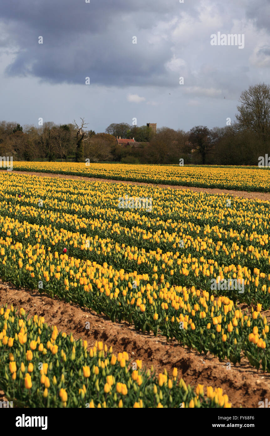 Near King's Lynn, Norfolk, England, UK. 23rd April 2016. Bright colour