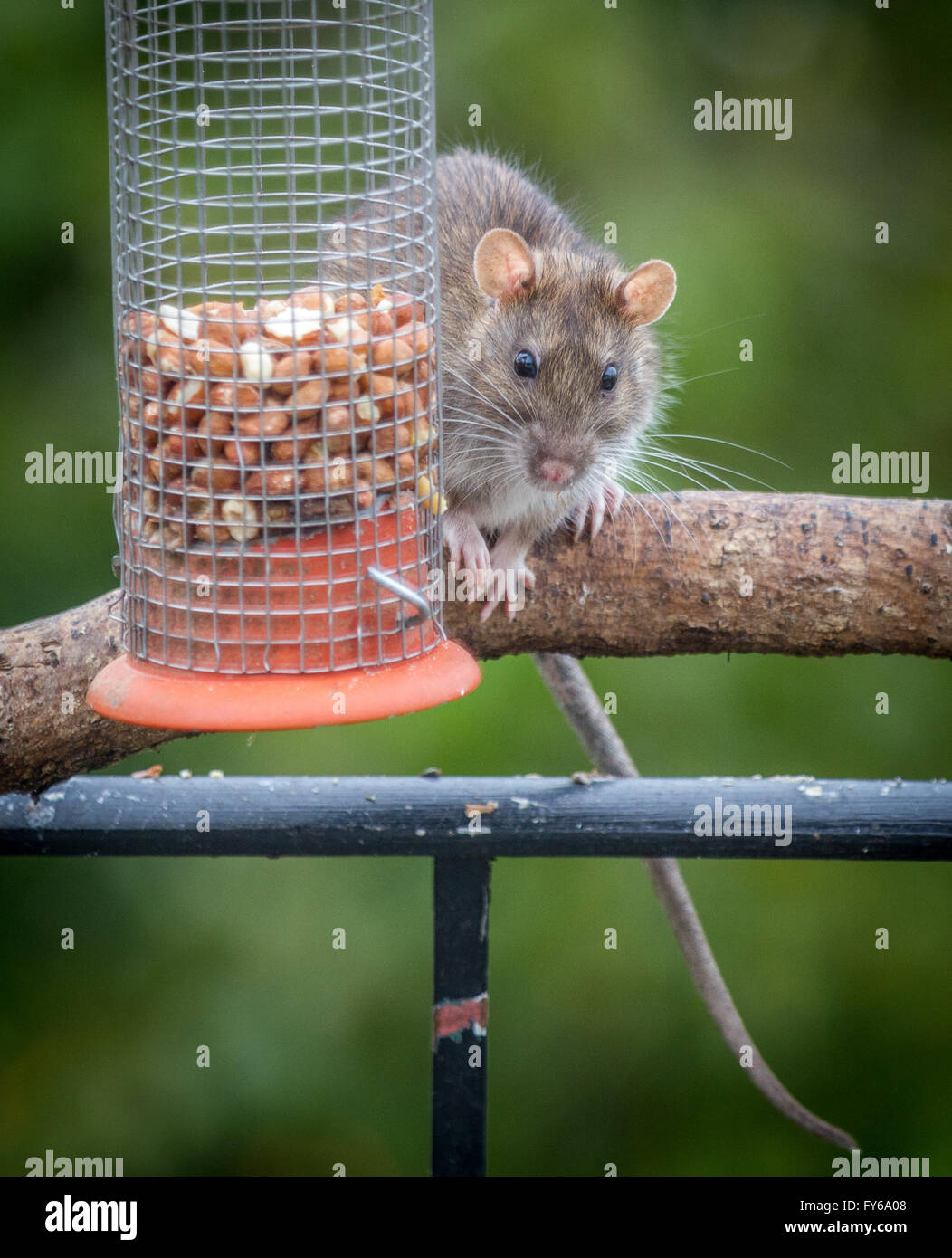 Rat at bird feeder hires stock photography and images Alamy