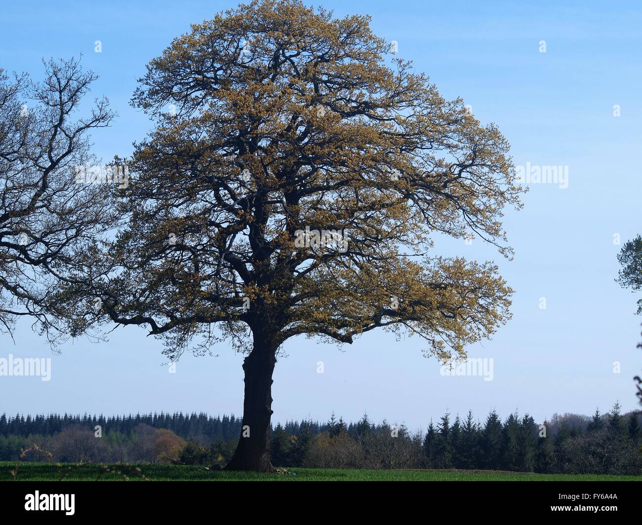 Oak tree in field Stock Photo - Alamy