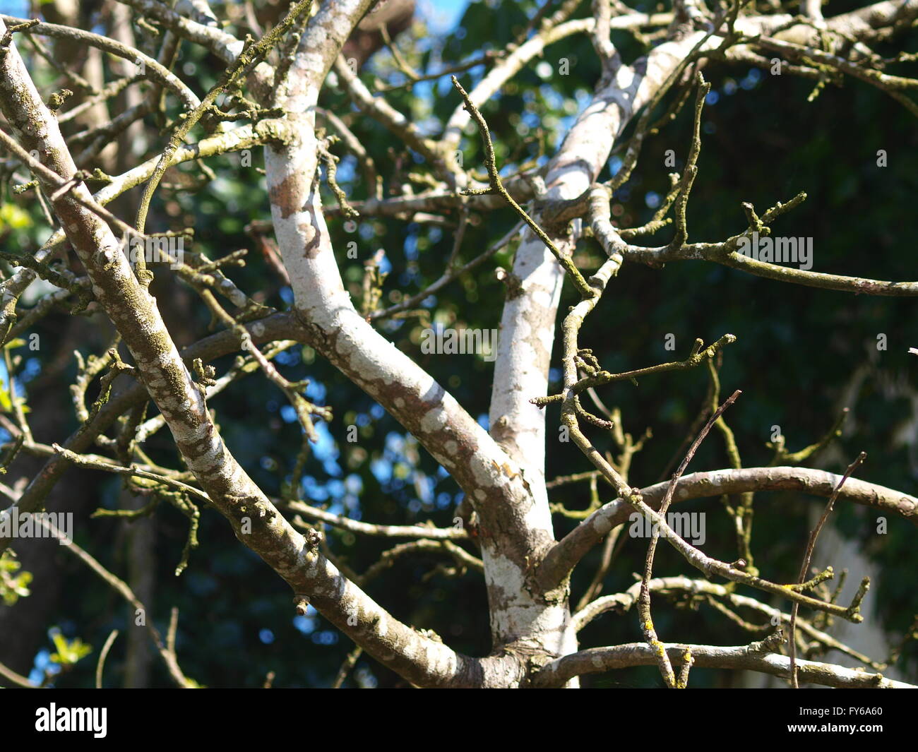 Apple tree branches Stock Photo