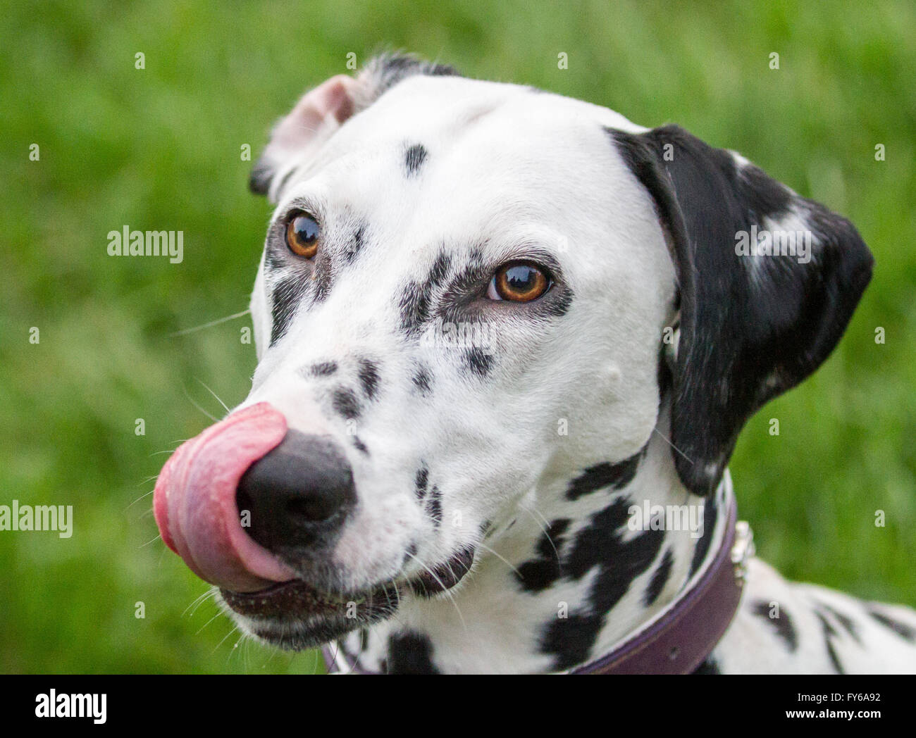 Head shot of a dalmatian licking her nose.  She is wearing a collar. The background is green and out of focus. Stock Photo