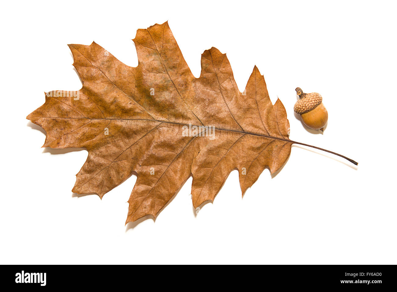 Withered oak leaf hi-res stock photography and images - Alamy
