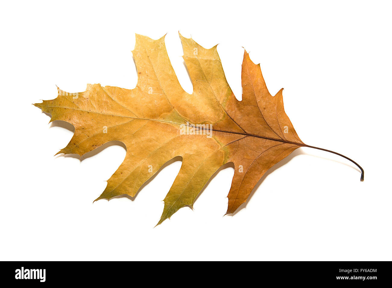 Withered oak leaf hi-res stock photography and images - Alamy