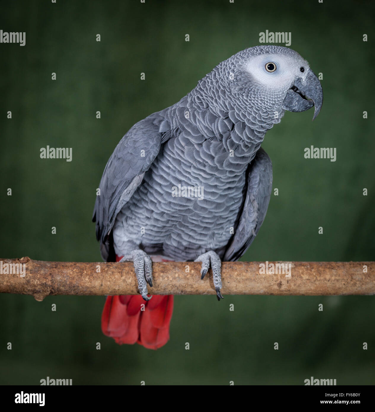 Congo African Grey Parrot, posed on a natural branch against a dark green background.  These are a popular pet bird due to their Stock Photo