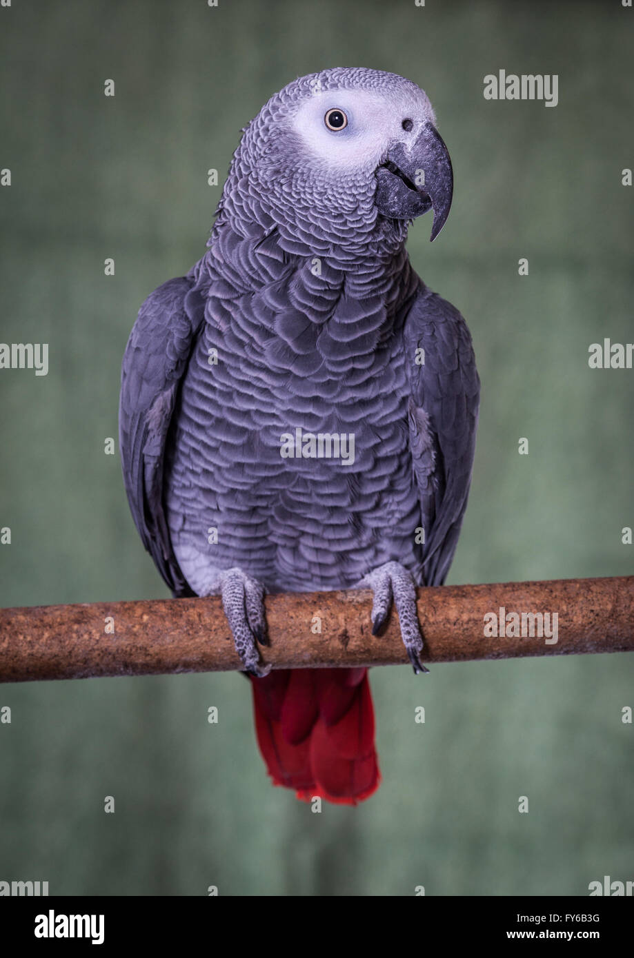 Congo African Grey Parrot, posed on a natural branch against a pale green background.  These are a popular pet bird due to their Stock Photo