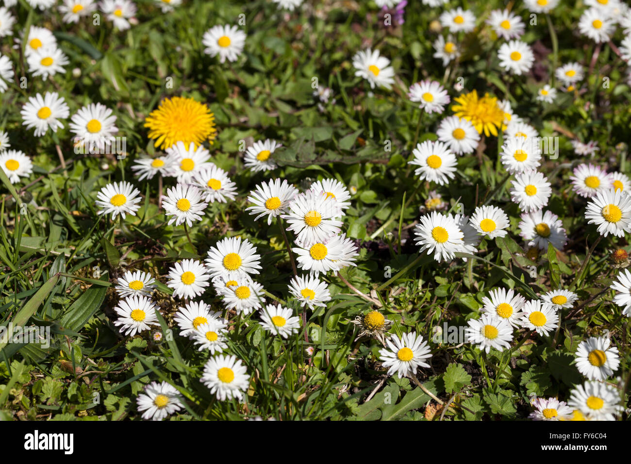 Annual daisy hi-res stock photography and images - Alamy