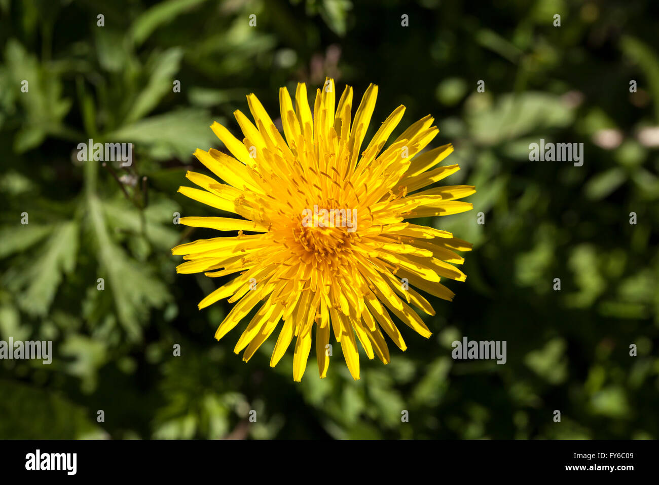 Dandelion close hi-res stock photography and images - Alamy