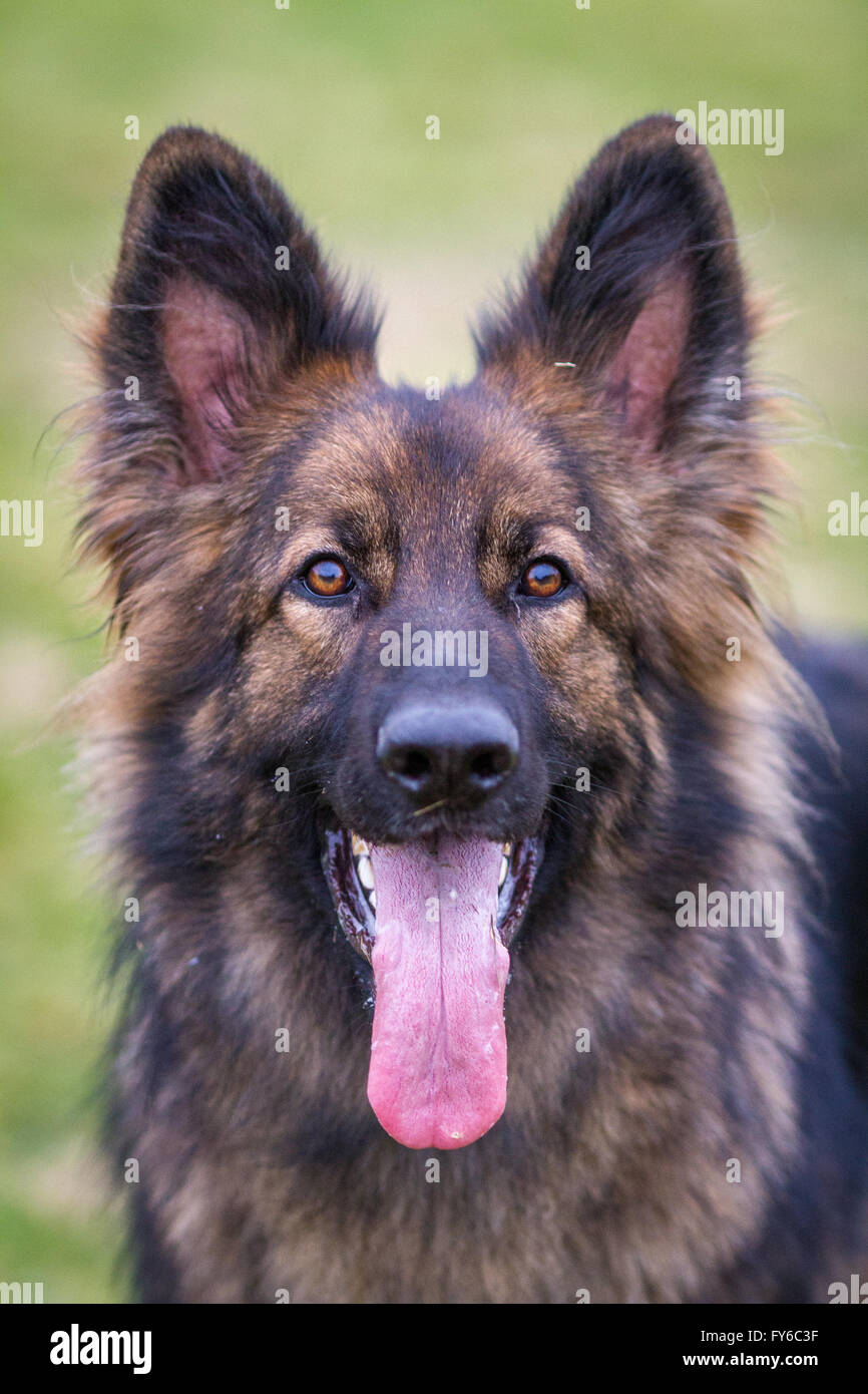 Guard dog alsatian hi-res stock photography and images - Alamy