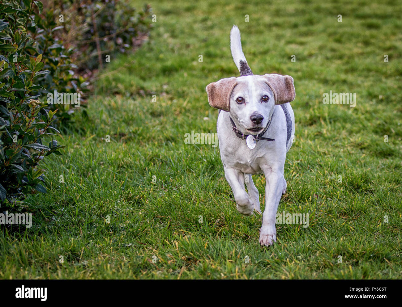 Male beagle dog wearing a collar and id tag running towards the camera in a garden with his tail up in the air. Stock Photo