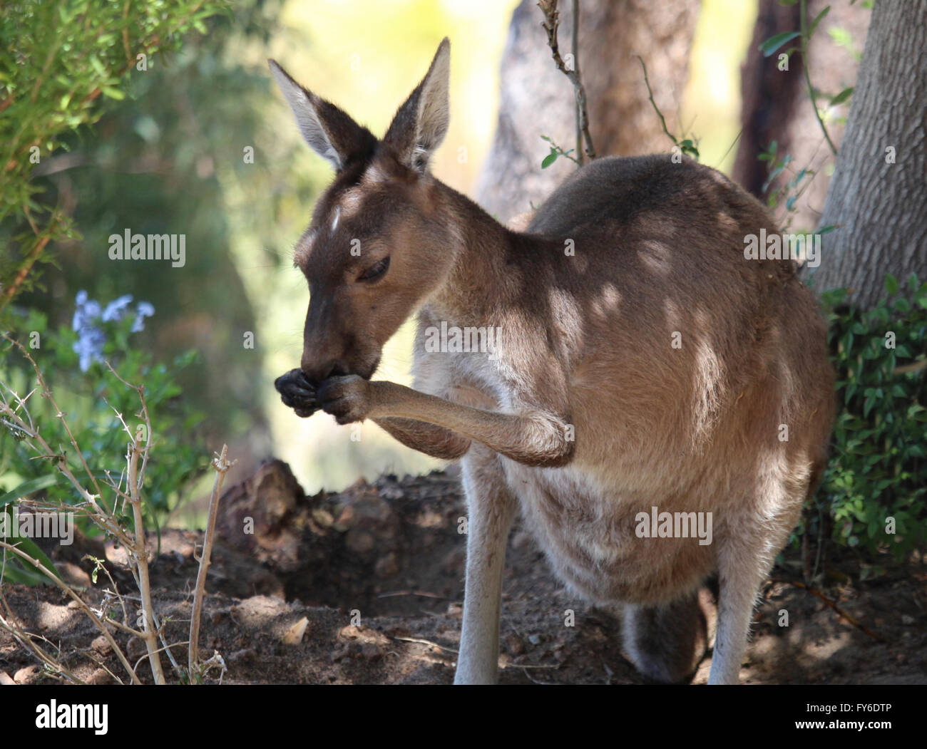 A female kangaroo stops to eat in a woodland setting Stock Photo