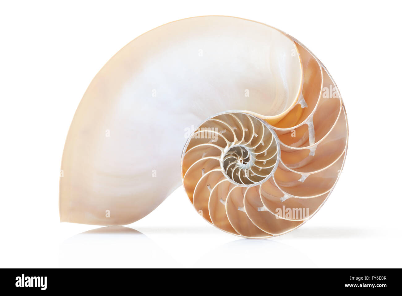 Nautilus shell section on white with soft shadow, clipping path Stock Photo