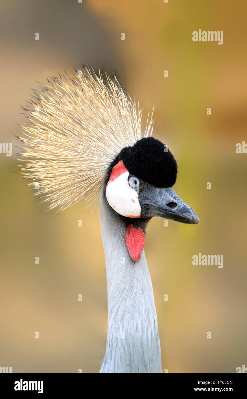 Vertical portrait of adult of grey crowned crane, Balearica regulorum. Stock Photo