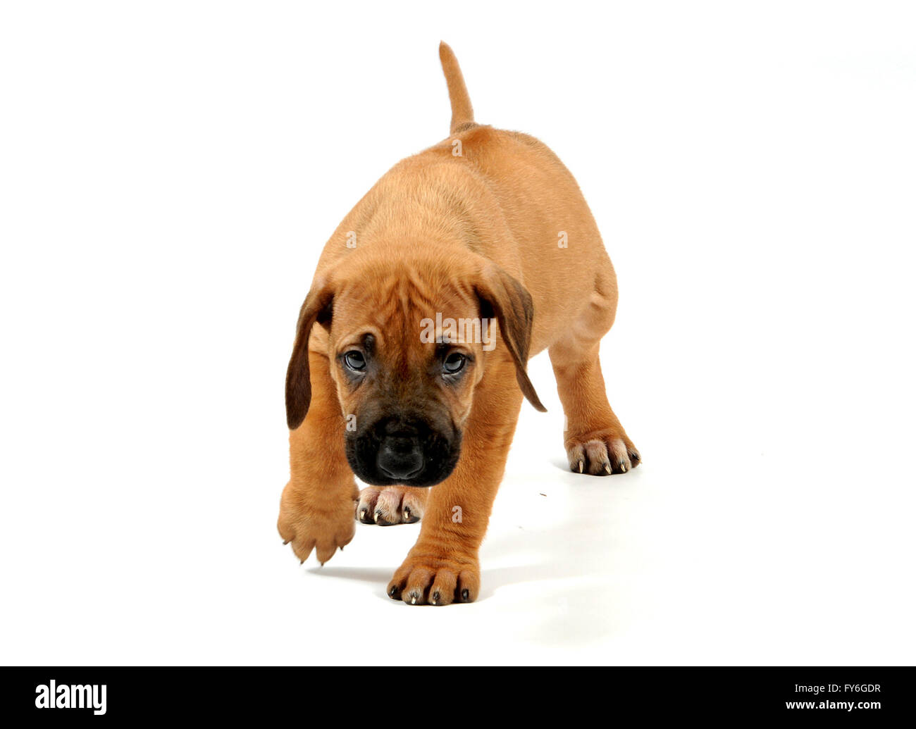 a 8 week old rhodesian ridge back puppy on a white back drop Stock Photo
