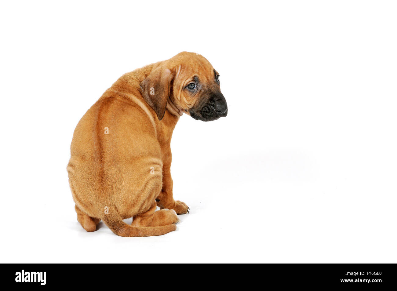 a rhodesian ridge back pupy at 8 weeks old on a white backdrop Stock Photo