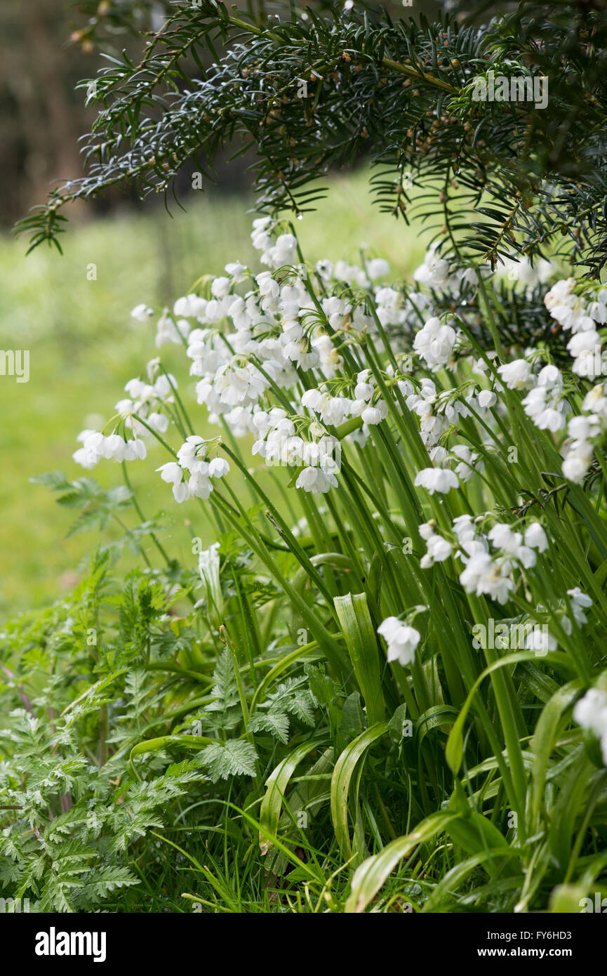 Allium paradoxum. Few flowered garlic flowers in an english woodland.  Evenley wood gardens, Northamptonshire, UK Stock Photo