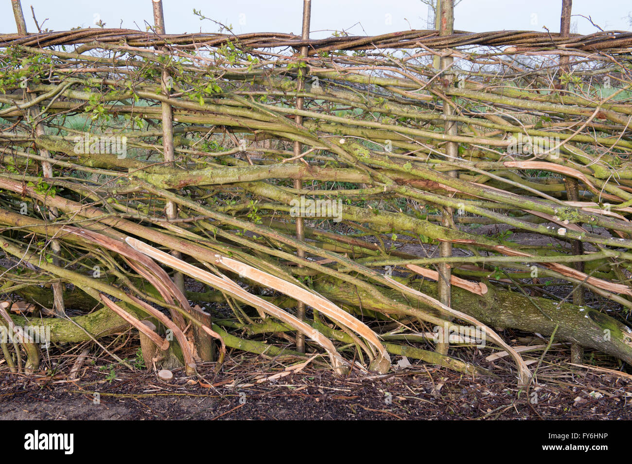 Traditional laid hedgerow in the English countryside Stock Photo