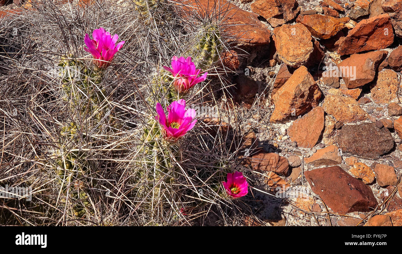 Purple flowers blooming on cactus in Big Bend National Park Stock Photo
