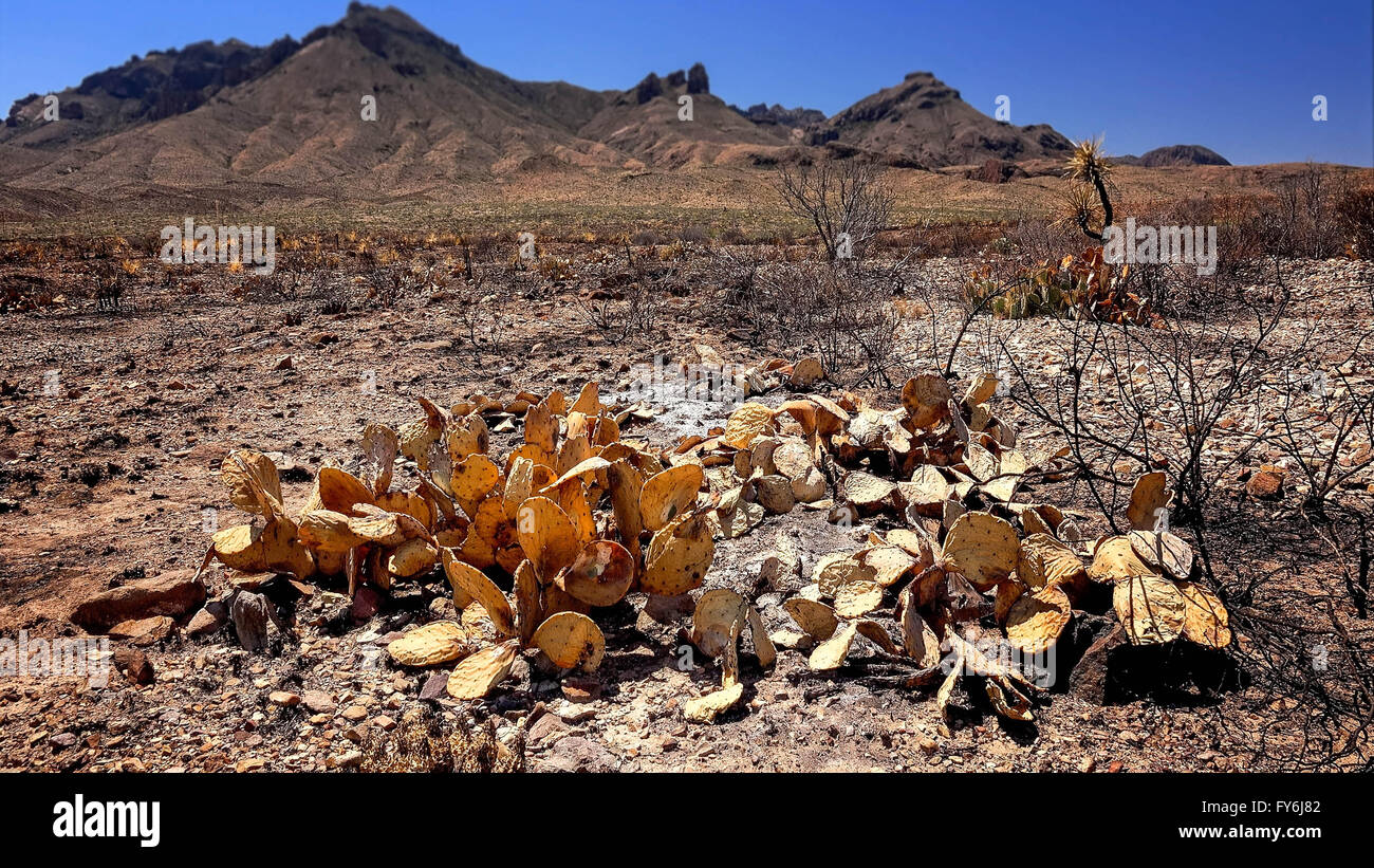 Burnt cactus and desert landscape after a fire in Big Bend National Park Stock Photo