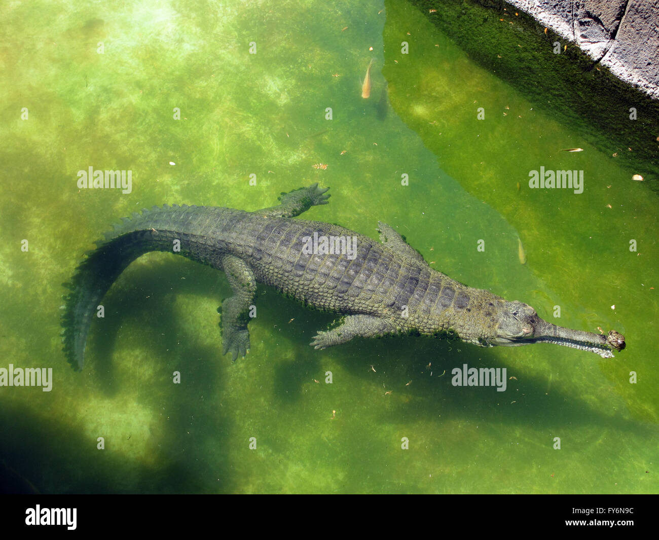 Crocodile farms hi-res stock photography and images - Alamy