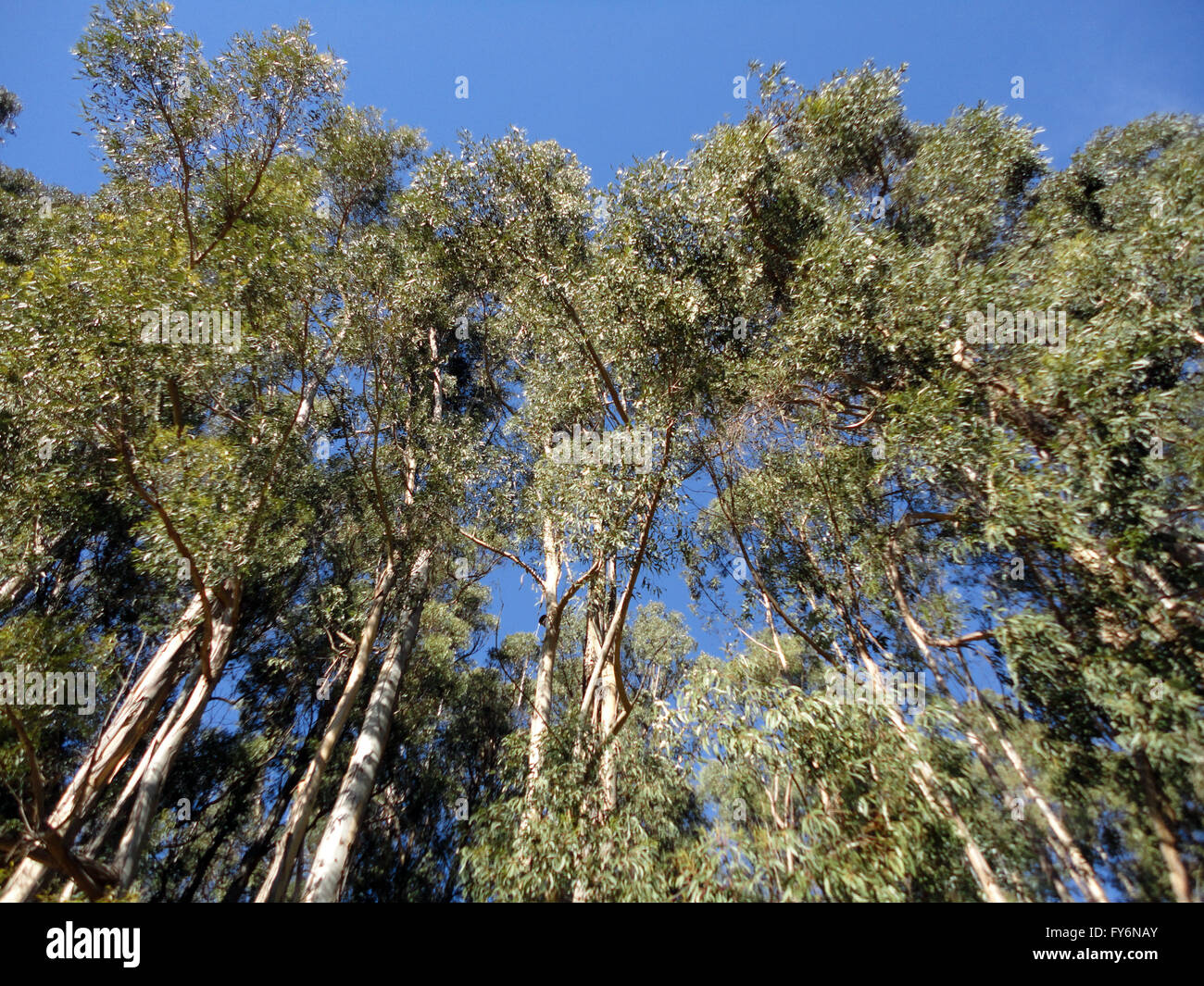 Tall eucalyptus trees and blue sky in Berkeley, California Stock Photo