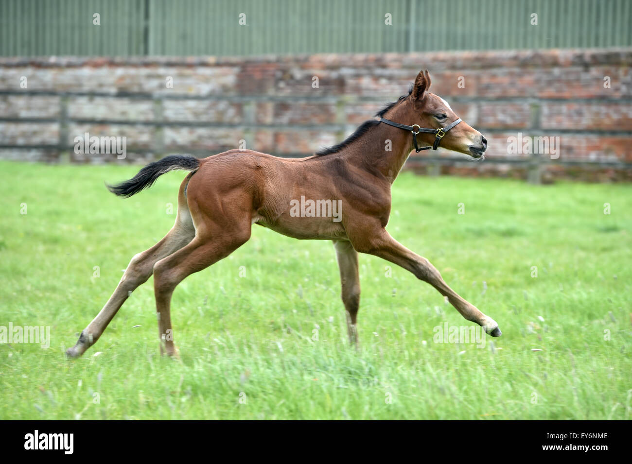 Thoroughbred bay Foal cantering in grass paddock Stock Photo