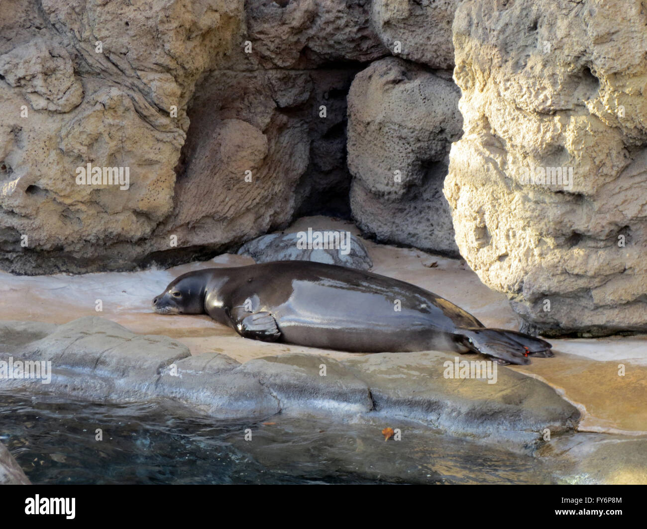 Monk Seal rest on land at the Waikiki Aquarium on Oahu, Hawaii Stock