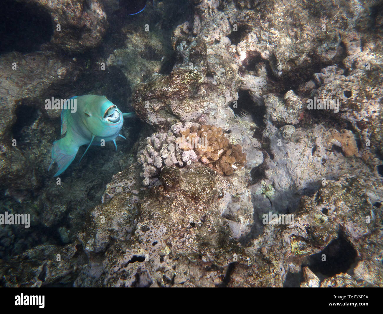 Blue Parrot Fish opens mouth as it swims in coral rocks in Hanauma Bay on Oahu, Hawaii. Stock Photo