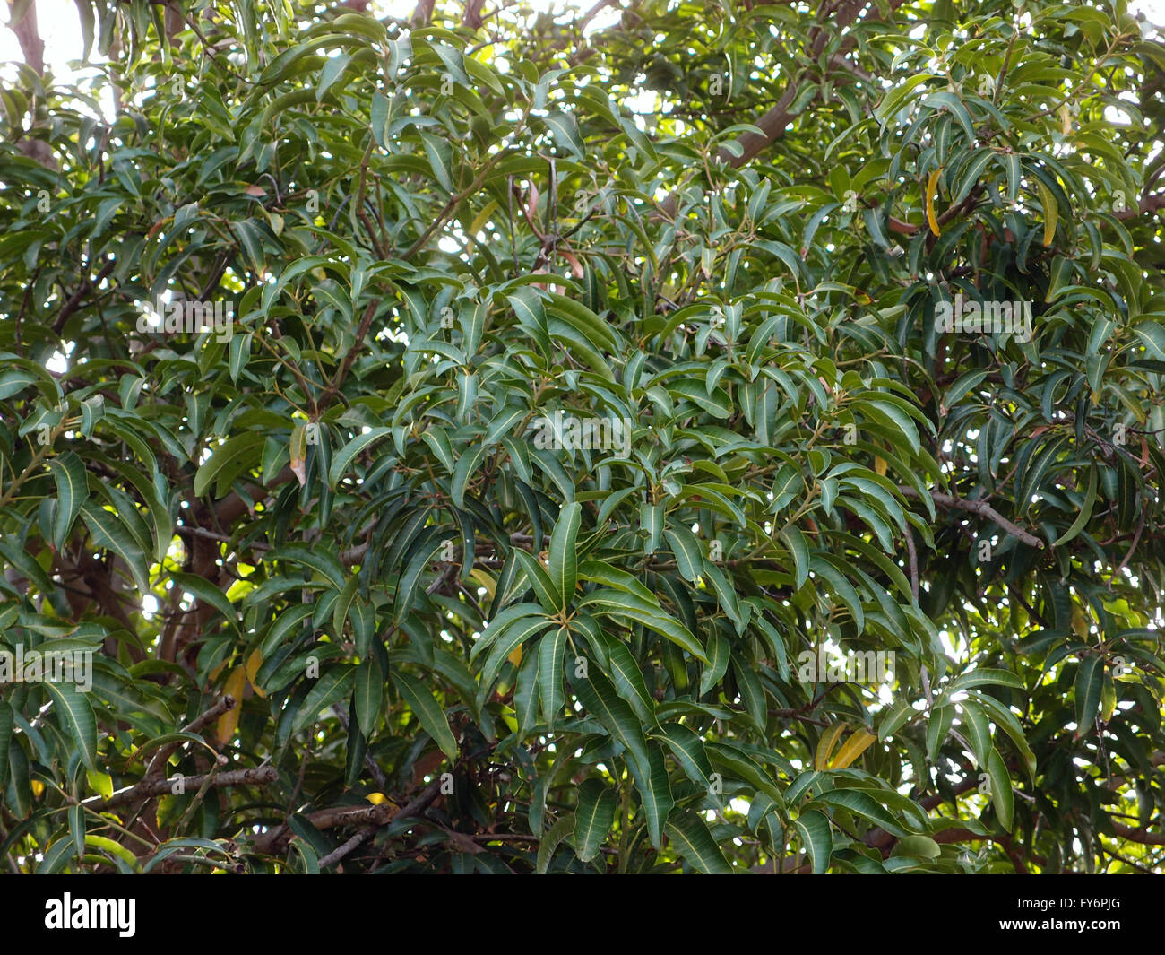 Leafs and branches of a mango tree out of season. Stock Photo