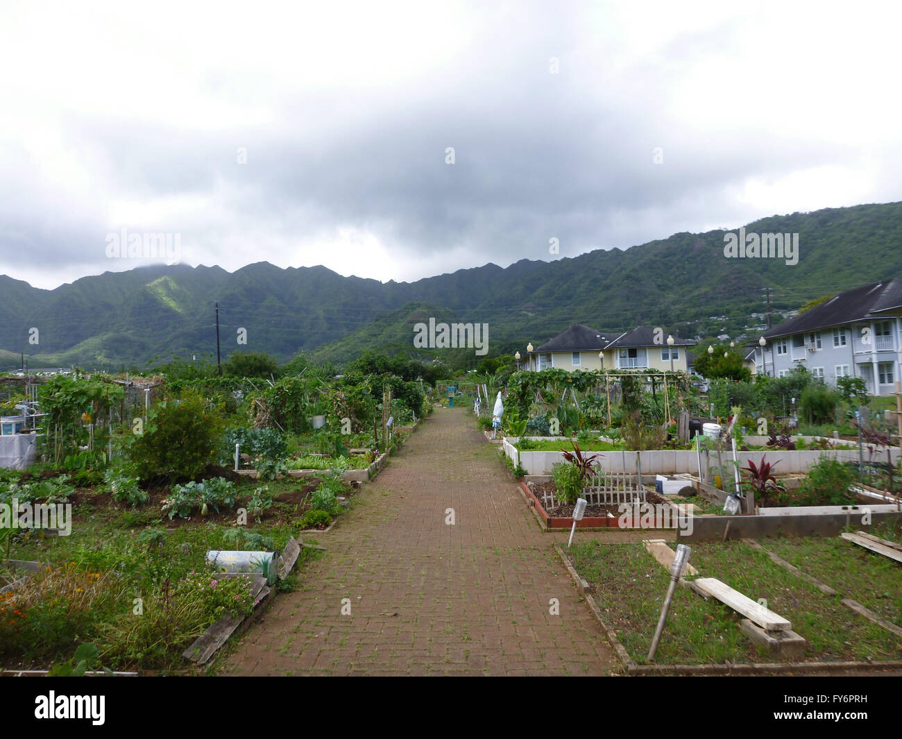 Manoa Community Garden in Manoa Valley on Oahu, Hawaii. On an overcast