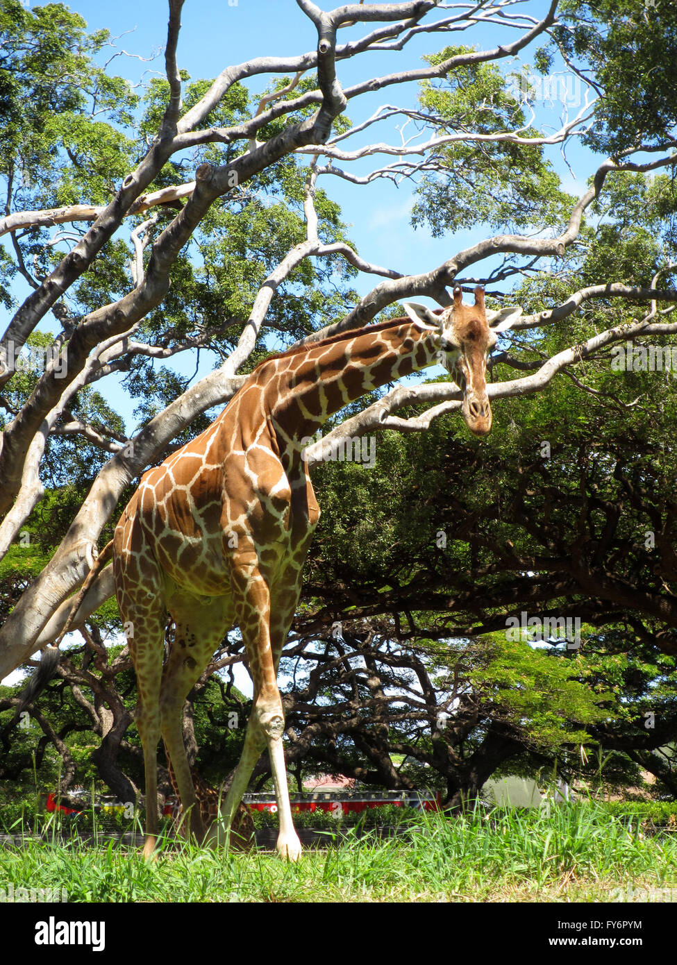 giraffe walks in the grass at the Honolulu Zoo. Stock Photo