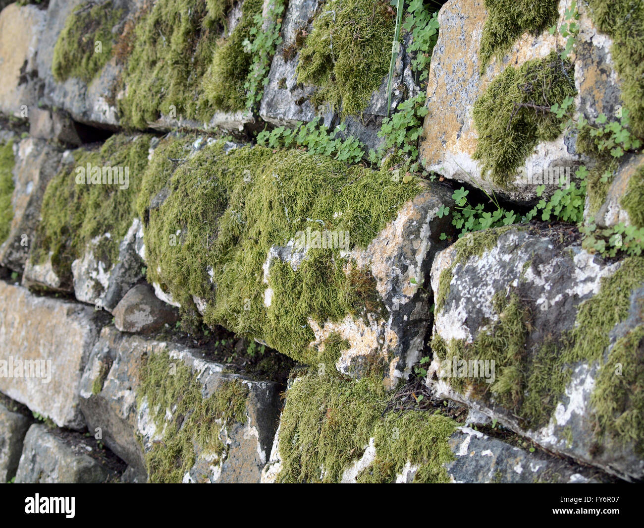 Green moss grows on old stone rock wall Stock Photo Alamy