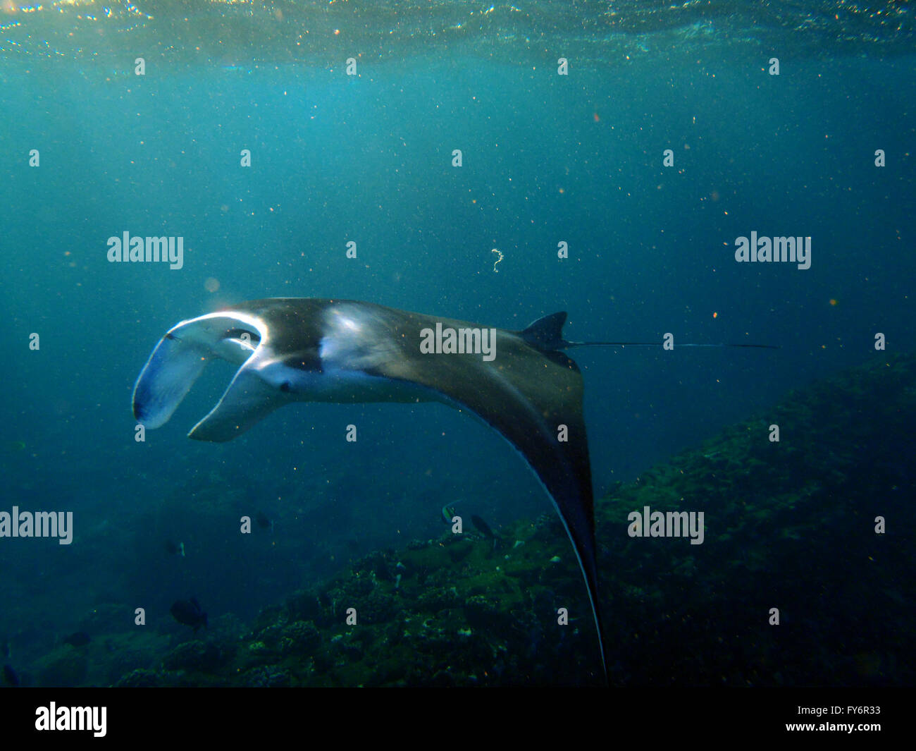 Large Manta Ray swims under the waves among small fish in Hanamau Bay ... Biology Diagrams