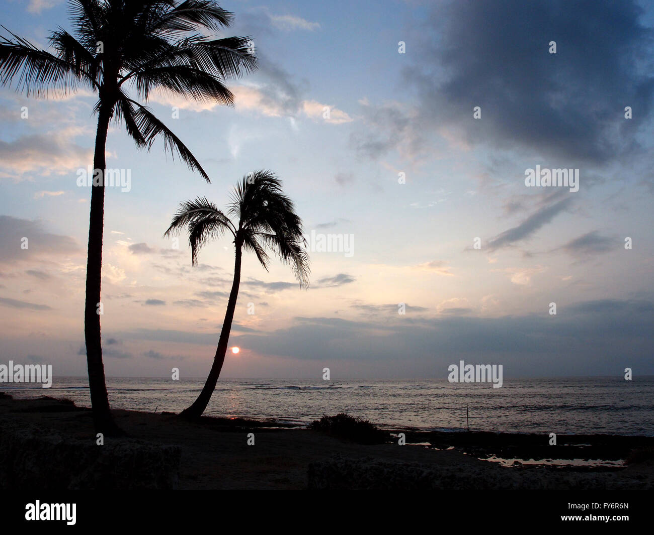 Two Tall Coconut tree on the shore with the sunset off the water of Makaha on Oahu, Hawaii. Stock Photo