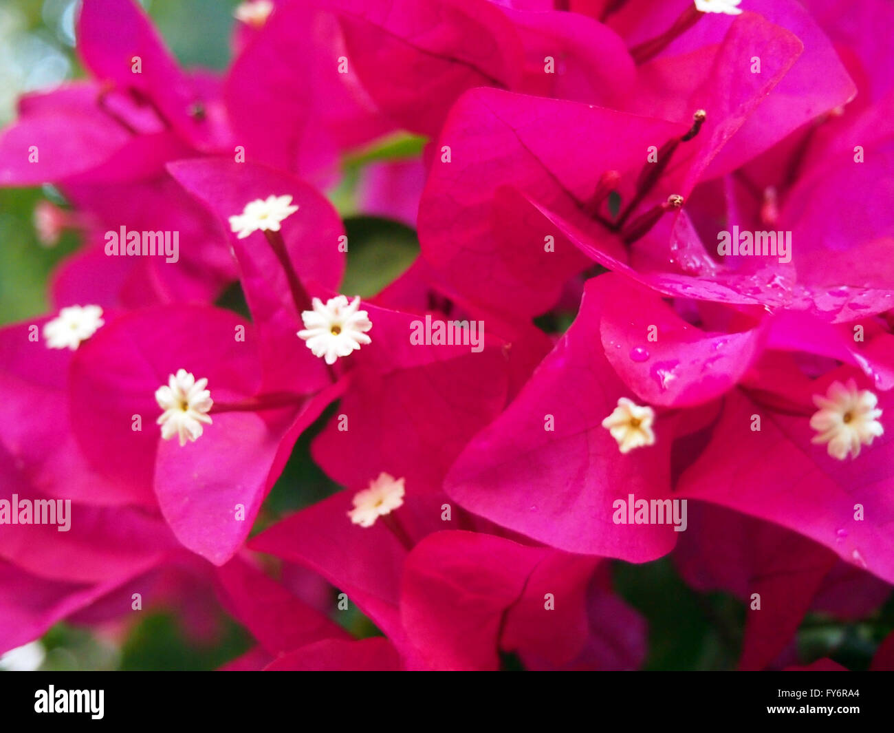 Close-up of Beautiful Pink Bougainvillea Flowers Stock Photo