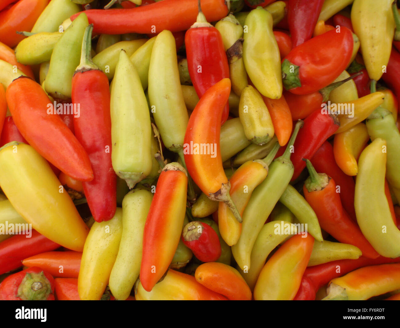 Hot Peppers of a varity of colors at Farmers Market in San Francisco, California. Stock Photo