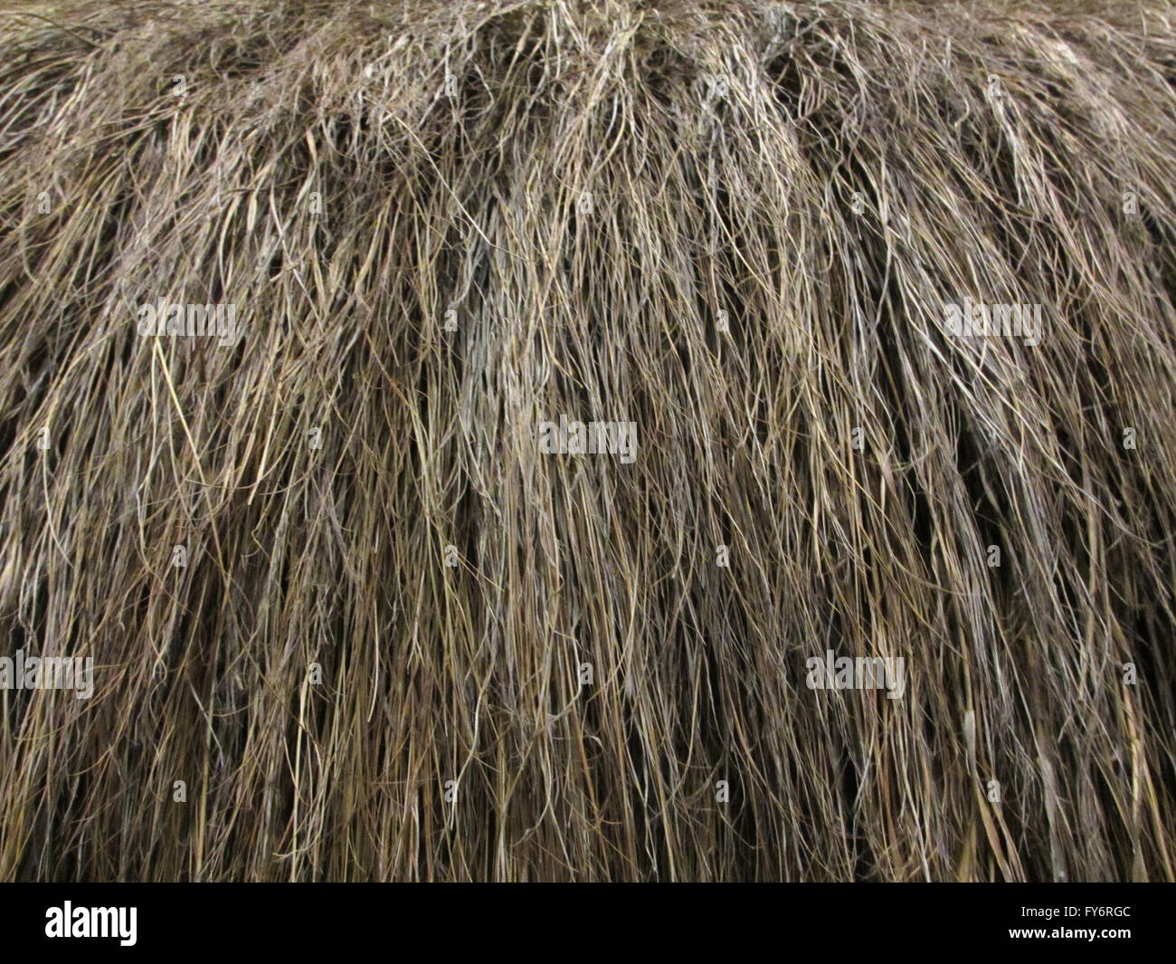Dry Grass Roof Closeup Pattern Background Stock Photo Alamy