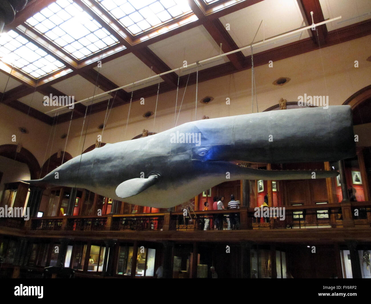 century-old sperm whale on display inside Hawaiian Hall at the Bishop Museum. Stock Photo