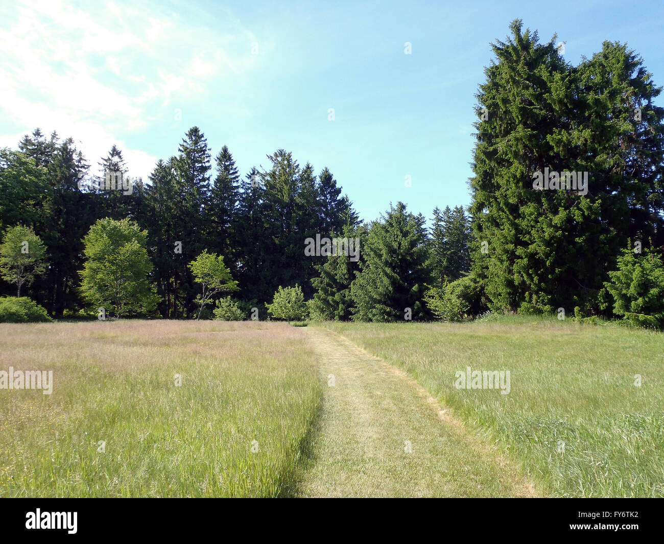 Mowed Path in a grass field with Large Pines around in Maine Stock