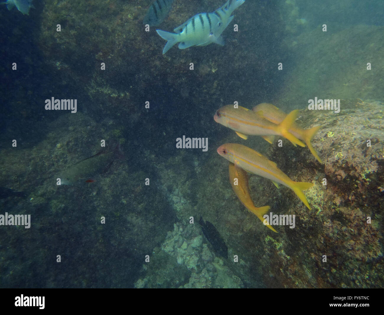 Variety of Tropical fish swim by reef in Hanauma Bay on Oahu, Hawaii. Stock Photo