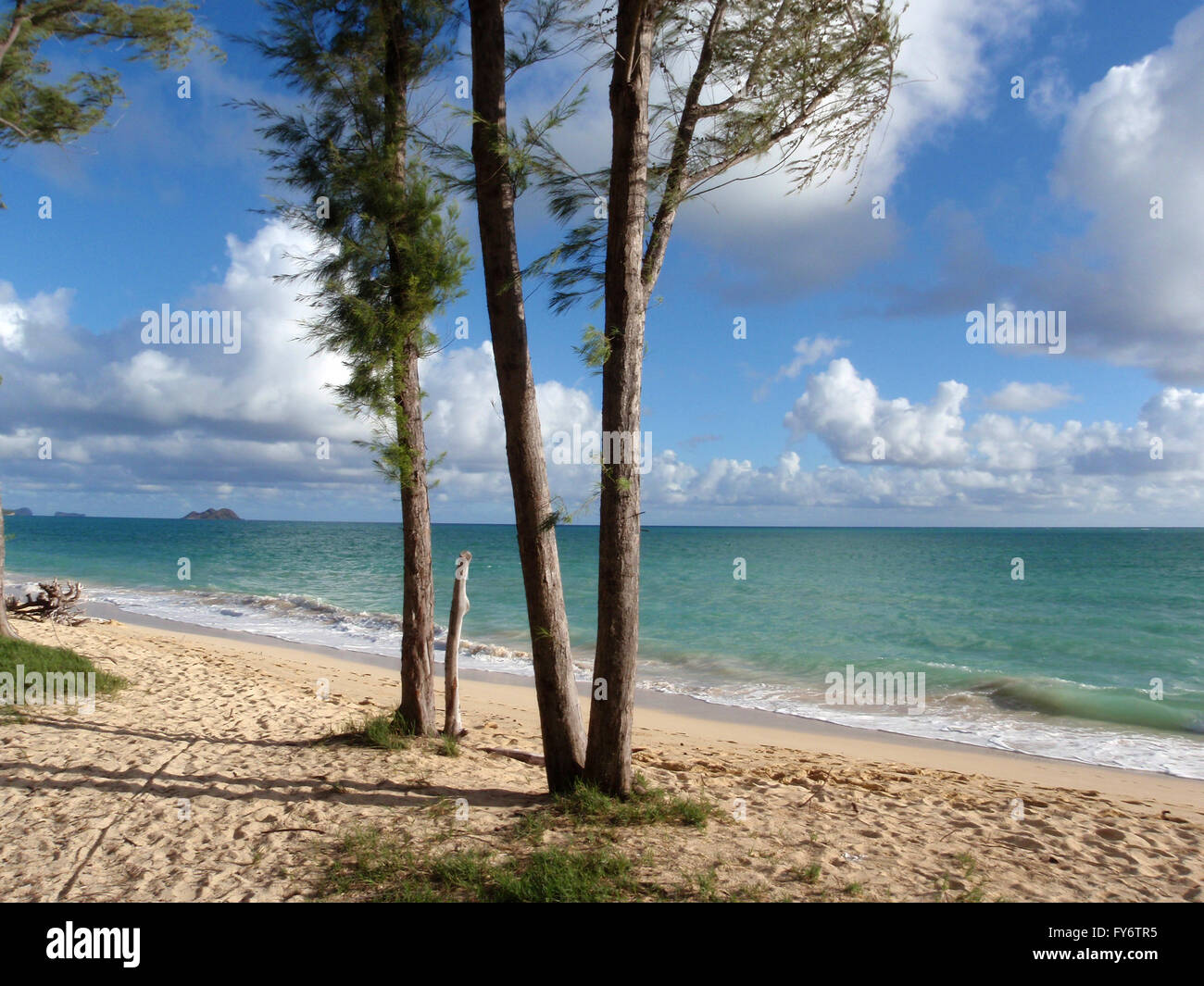 Iron wood tree on the beach in Waimanalo on Oahu, Hawaii Stock Photo