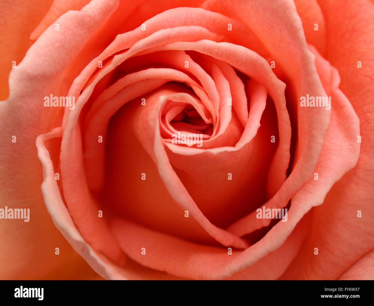 Center of a Light Pink Rose Closeup Stock Photo Alamy