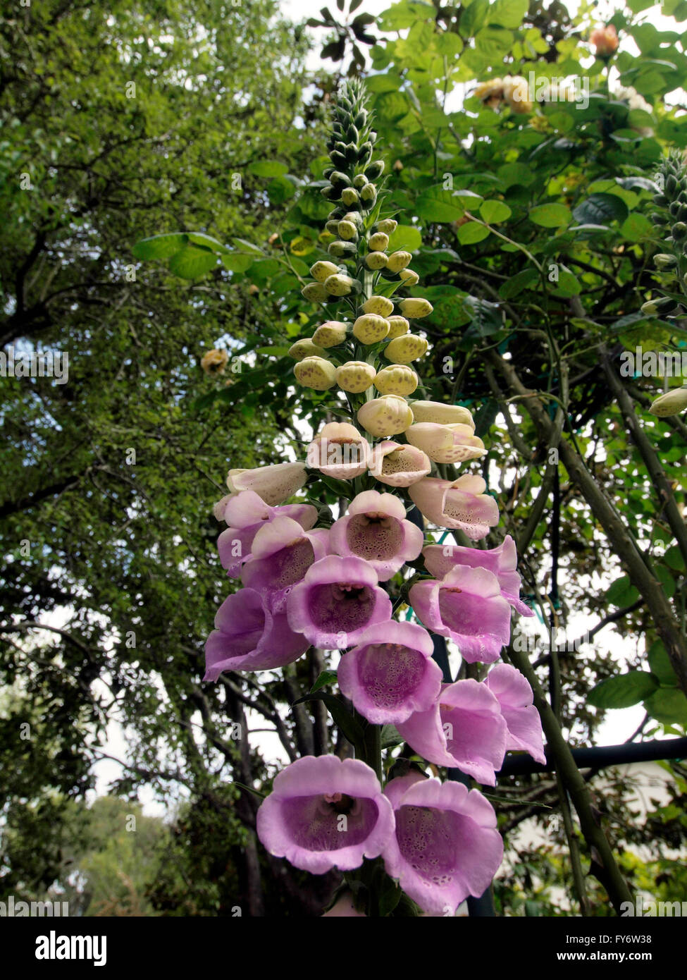 Purple Flowers bloom up long stem in Garden, unbloomed flowers yellow and green. Stock Photo