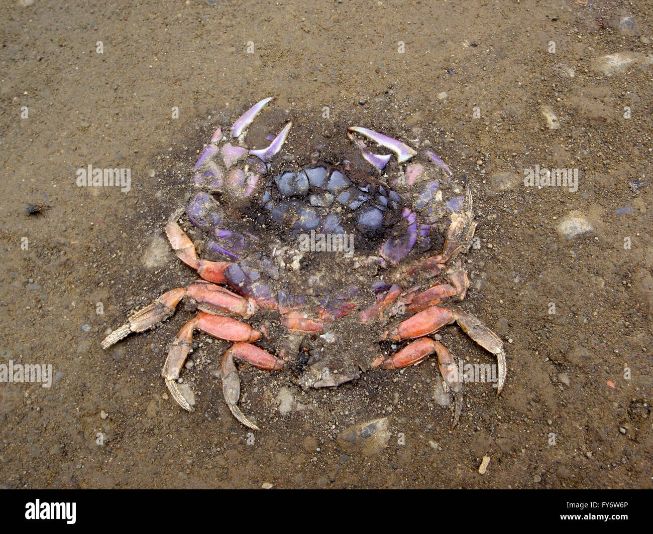 Roadkill Rainbow colored Crab, crushed into a dirt road in Costa Rica. Stock Photo