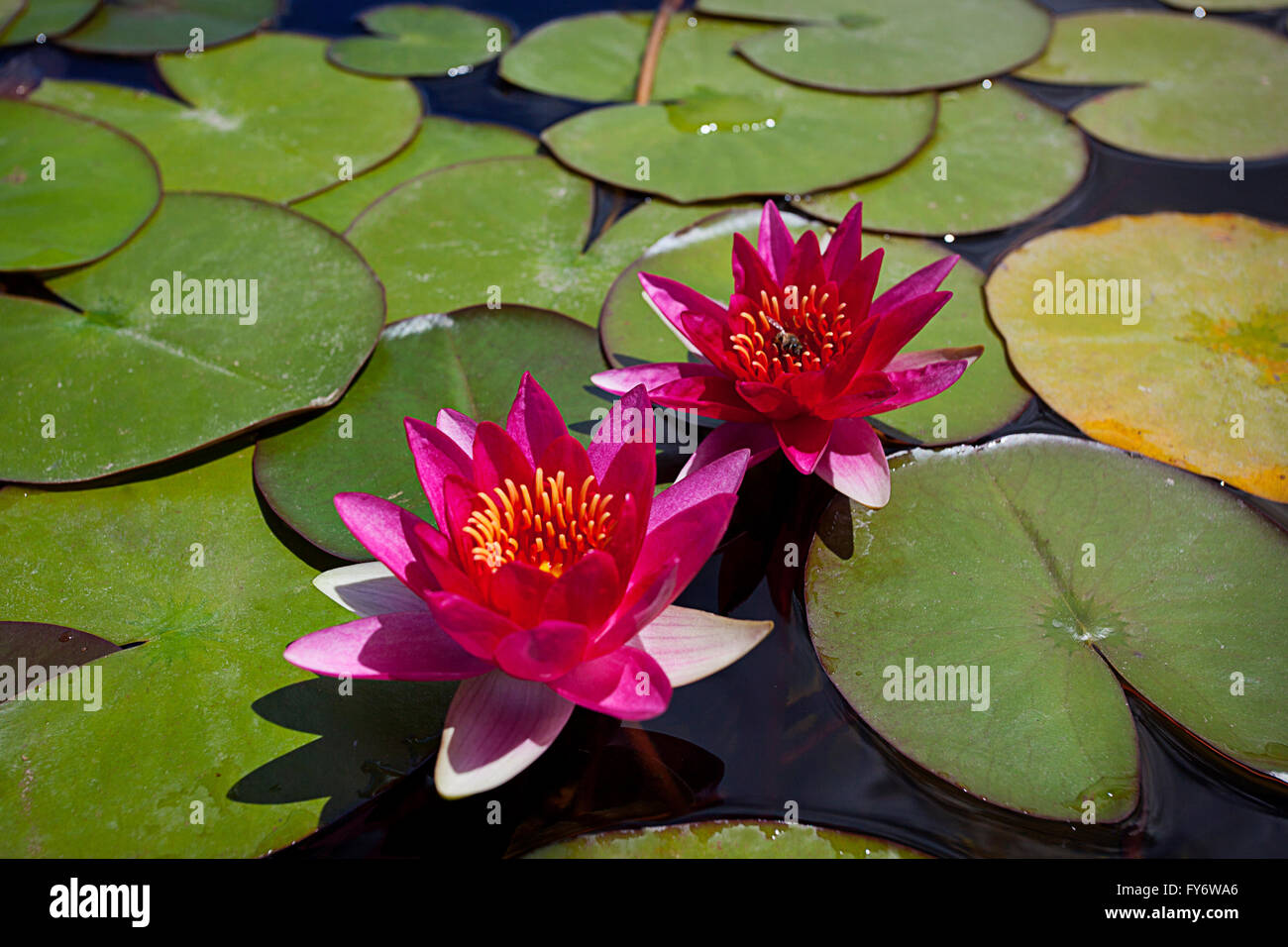 Pink water lily's and a bee among lily pads Stock Photo - Alamy