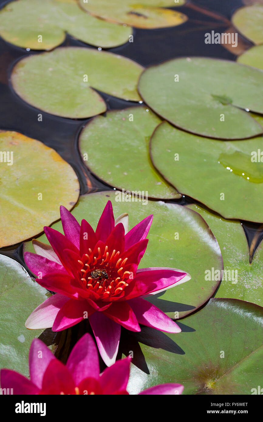 Pink water lily's and a bee among lily pads Stock Photo Alamy