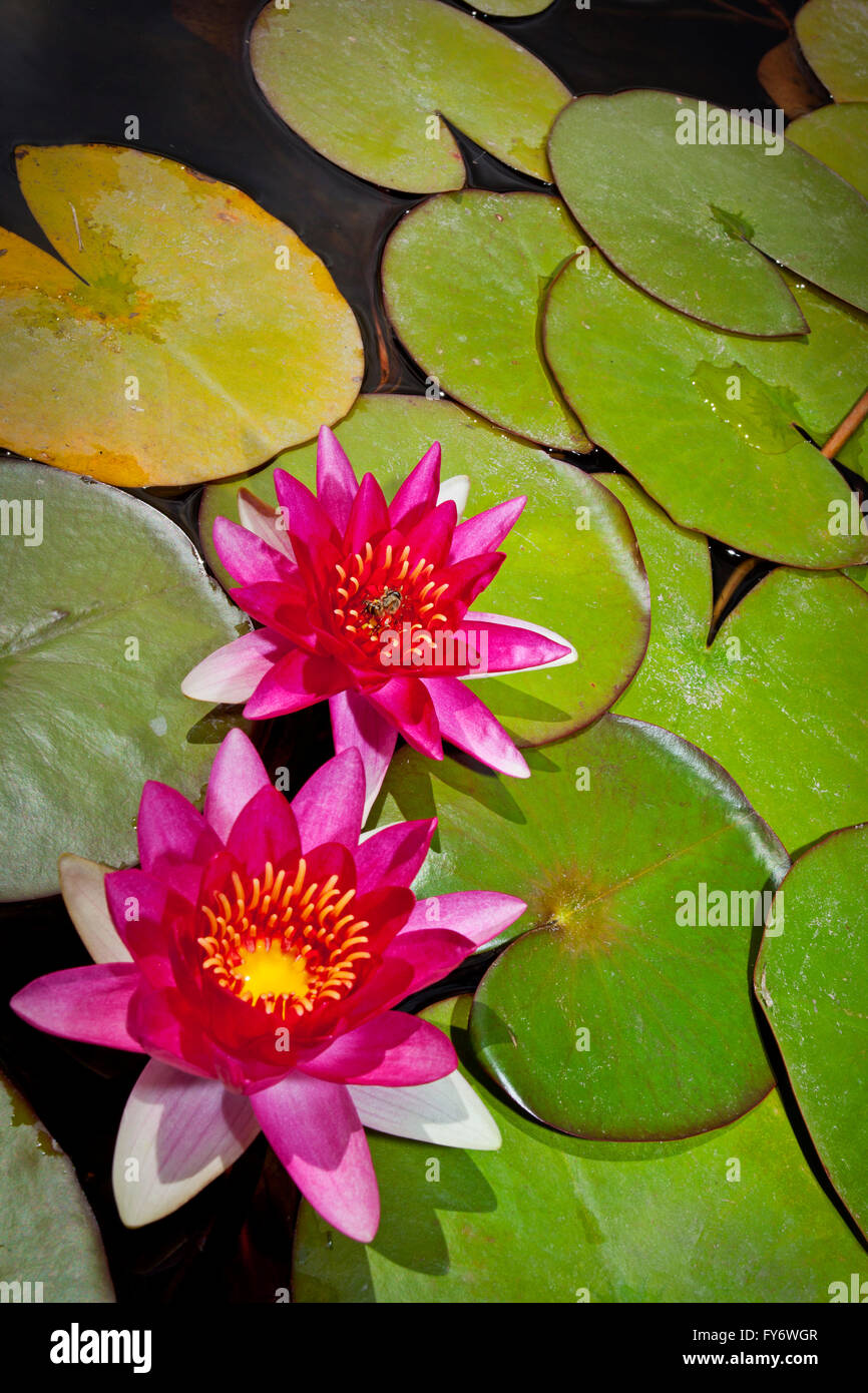 Bee and water lily hi-res stock photography and images - Alamy