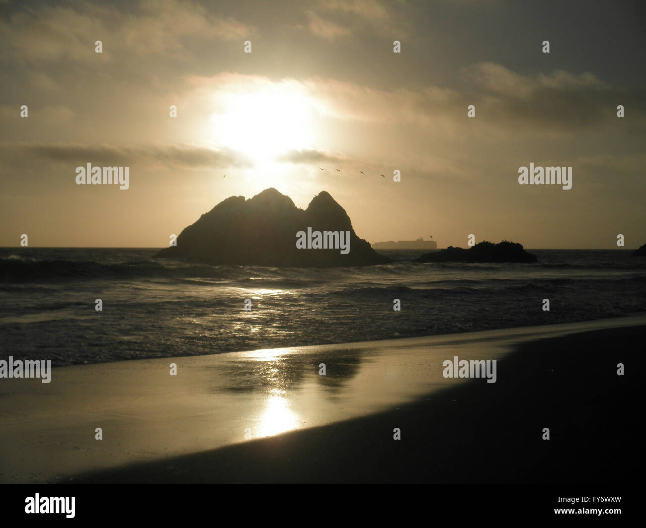 Birds flying over seal rock with large cargo ship in the background at ...