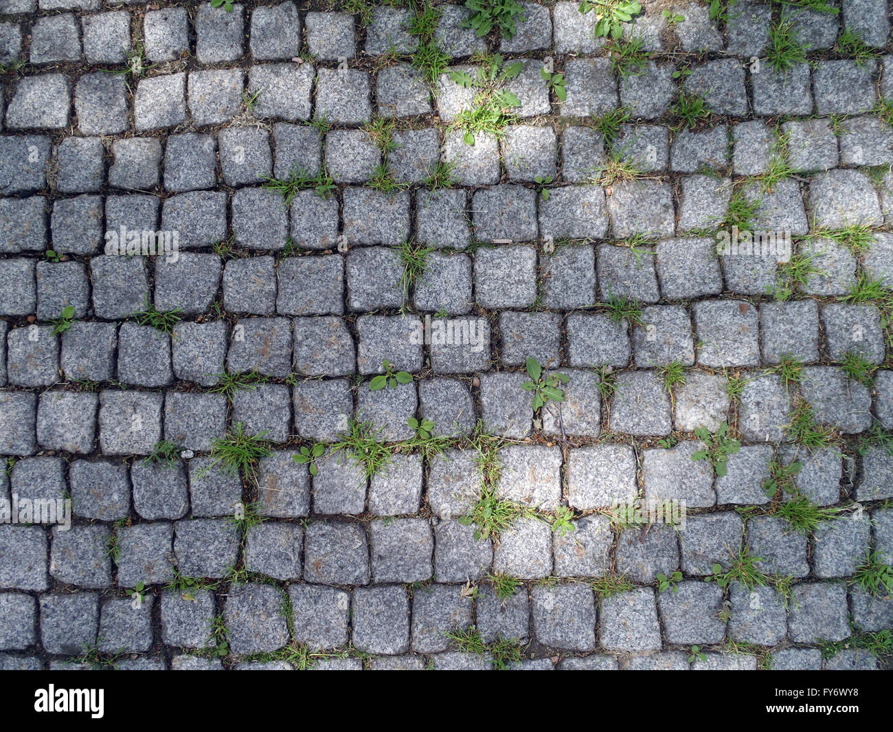 Looking down at Gray Cobble stone path with bits of grass growing Stock Photo