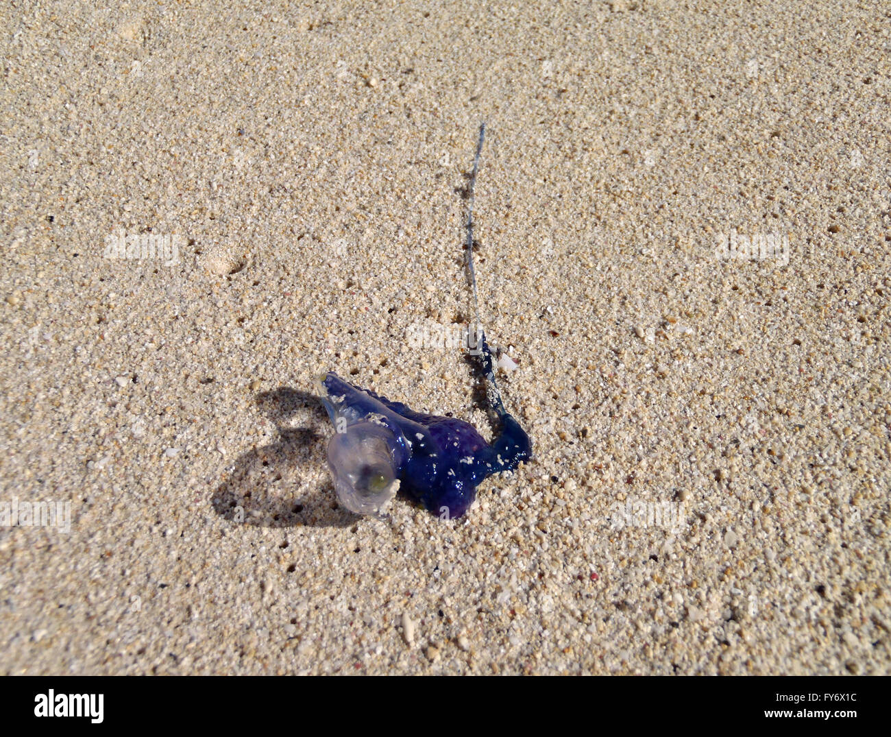 Washed up Man-o-war with bubble top and a long tail on a Waimanalo beach on Oahu, Hawaii Stock Photo
